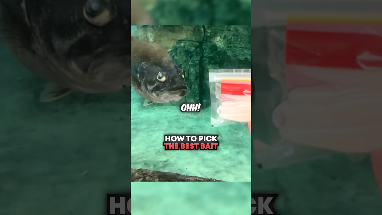How To Pick The BEST Bait 🤯