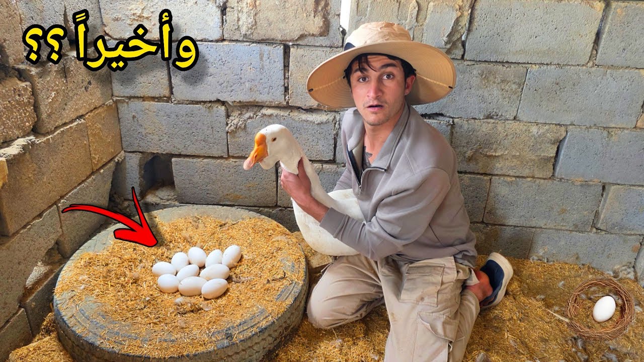 وأخيراً ولادة الكلبة لوسي 😍 العمل في المزرعة من جديد !! مشروع البيض 🥚