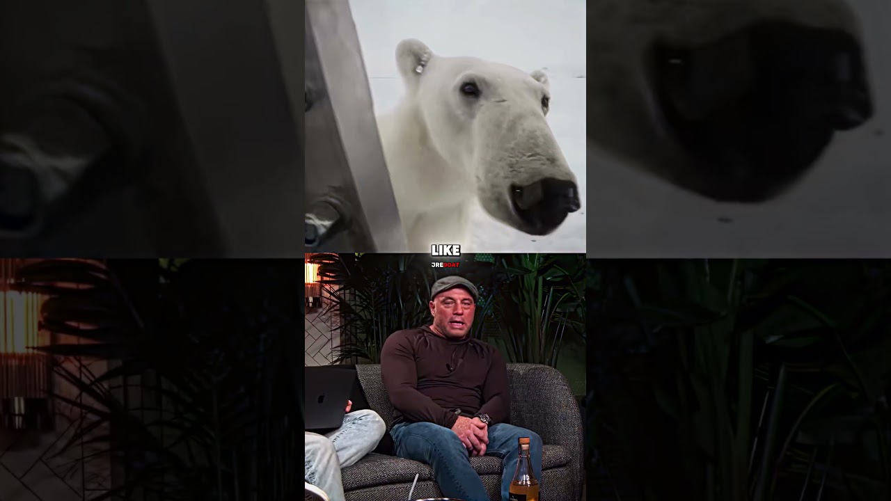 Joe Rogan Reacts to Scary Polar Bear Footage