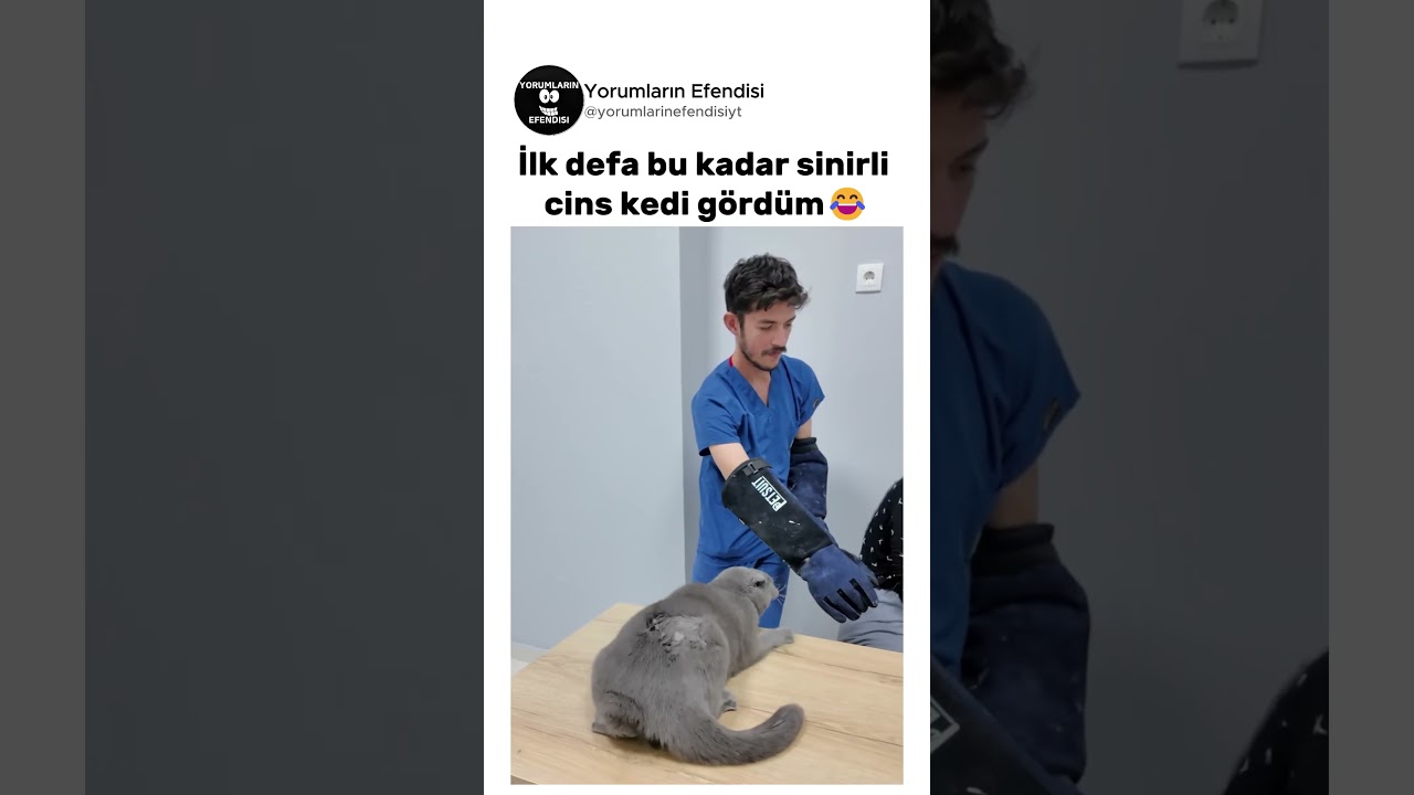 Neye sinirlendi bu kadar😂 @vetpatile