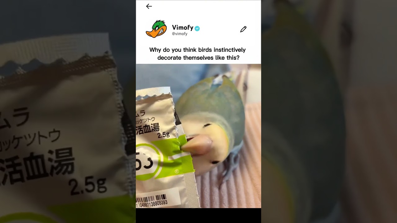 Cute Bird Builds Tail Fancy