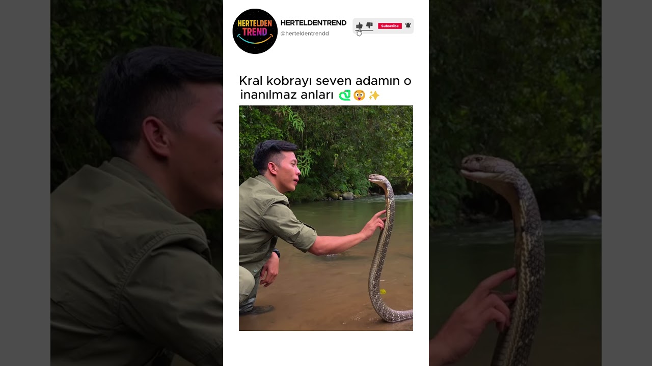 Kral kobrayı seven adamın o inanılmaz anları 🐍😲✨ @sahabatalamreal