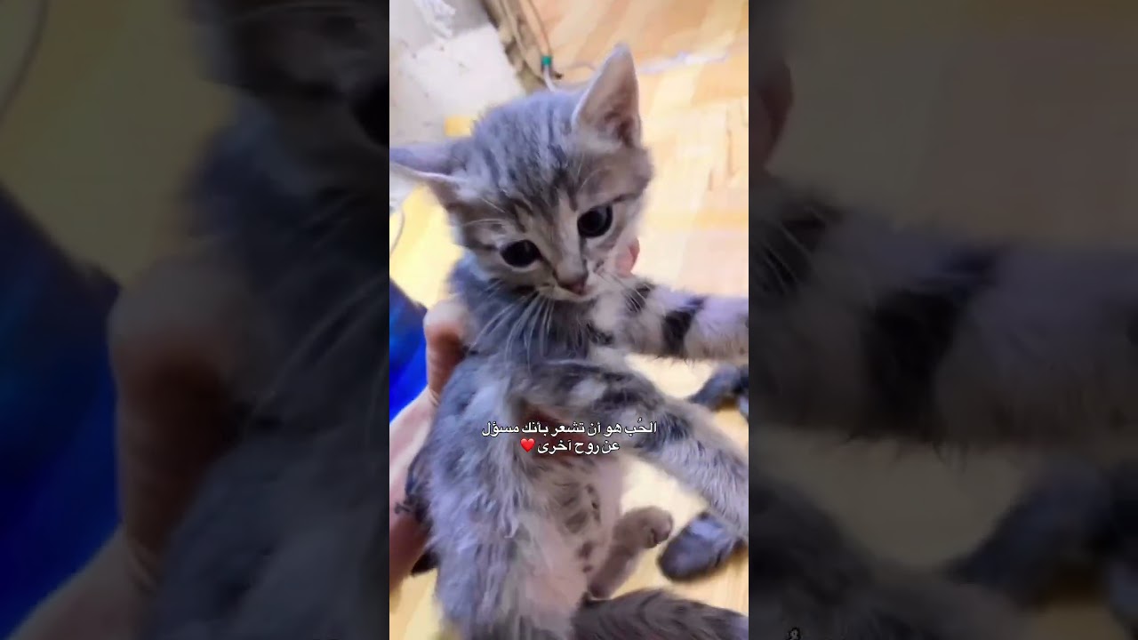ارحموا مخلوقات الله #حويدر #ابوسوكه #حيوانات اليفه# ♥️♥️♥️♥️♥️♥️ #cat