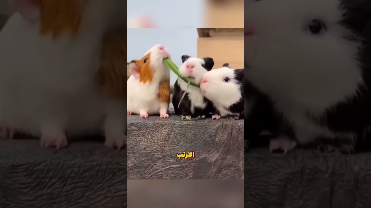 الجميع يحب هذه الأرانب اللطيفة #shorts