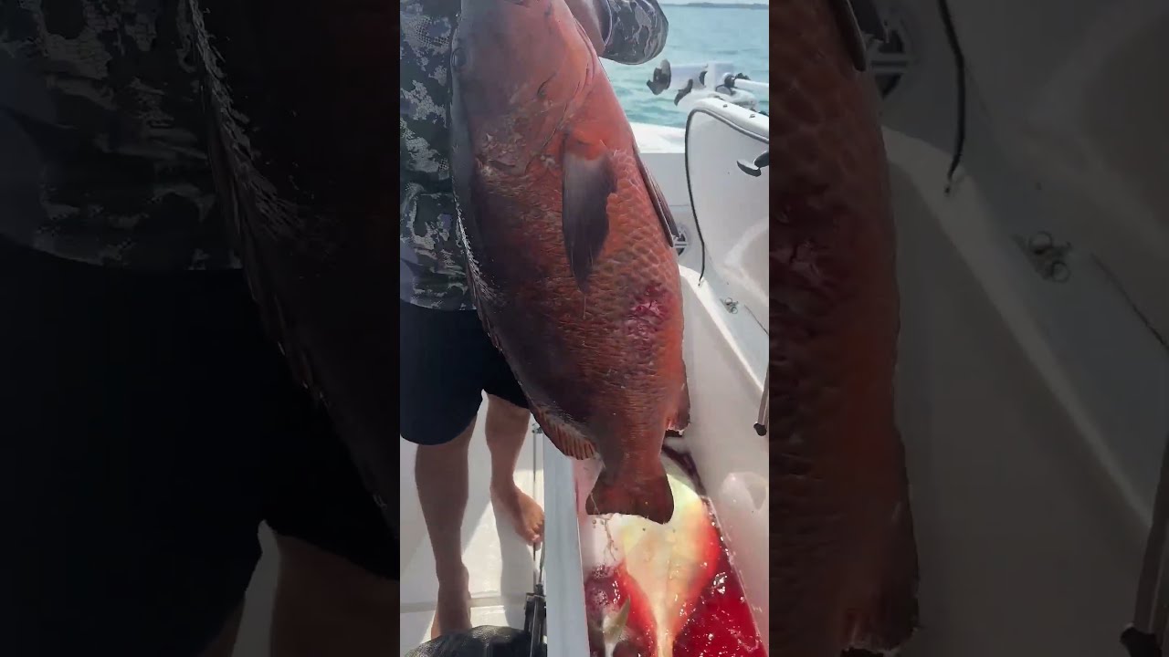 Polisler Bile Bu Balığı Görmeye Geldi! 🐟