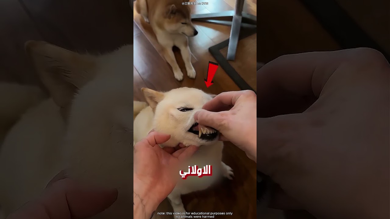 الكلب كسر سنانه في الكنبة!