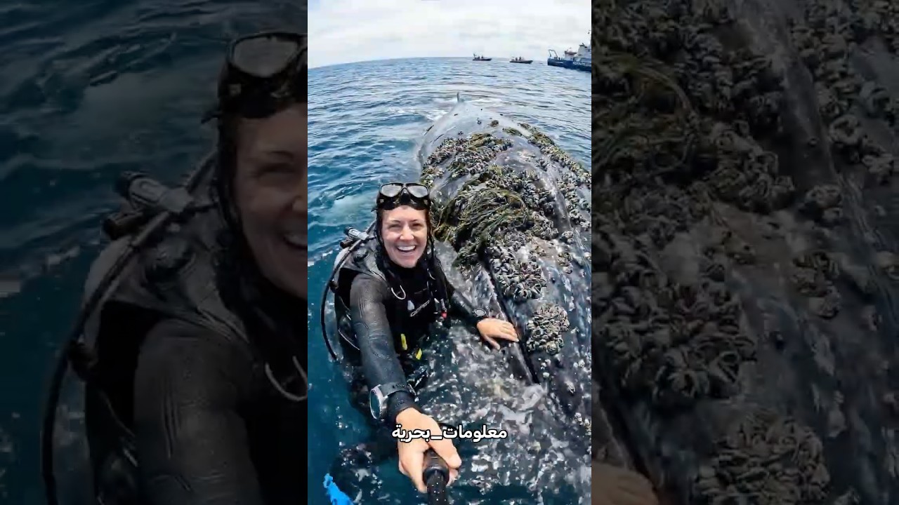 لماذا صرخ هذا الحوت العملاق في عام 2019؟ 😱                     #شورت #بحر #ترند #اكسبلور