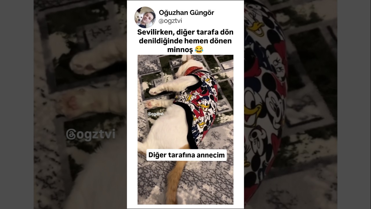 Kendini sevdirirken bile söz dinleyen kedi