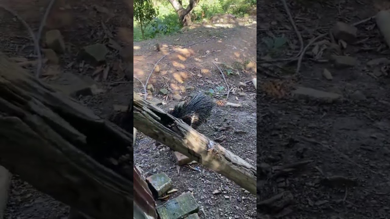 Queixada veio cruzar a porca