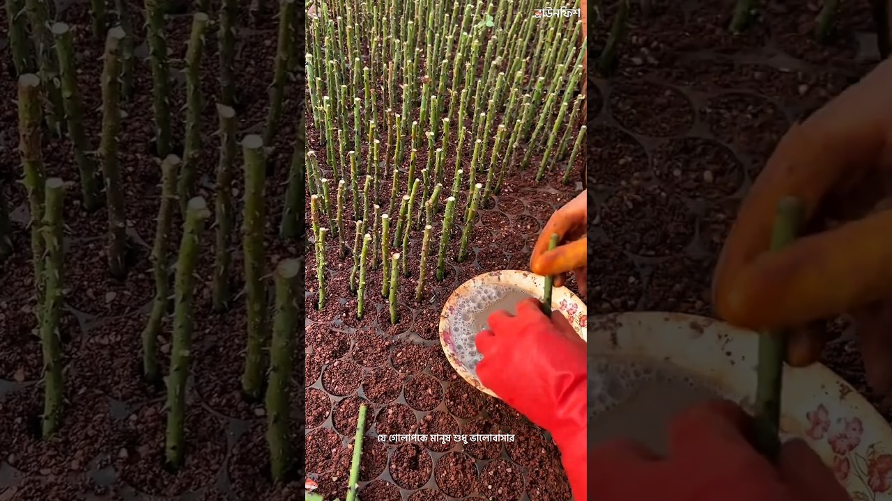 Why Do Chinese Farmers Bend Rose Plants? #facts