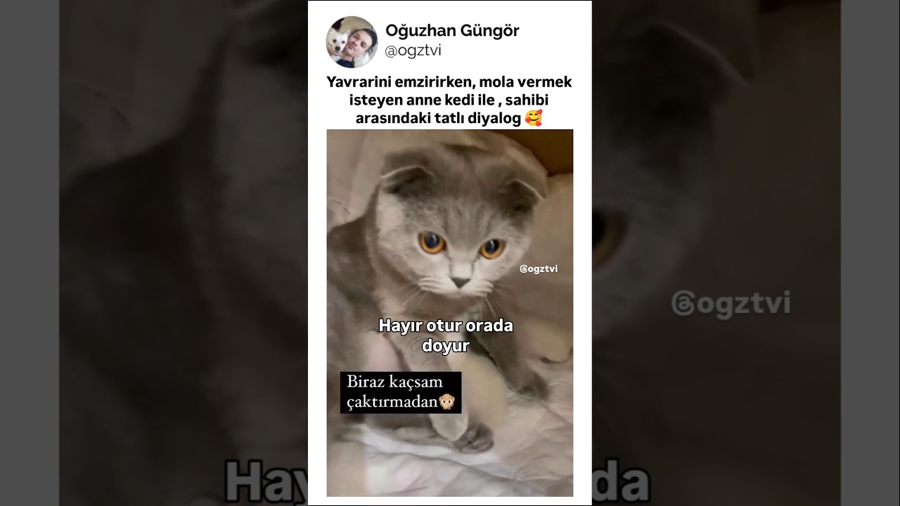 Yavrularını emzirirken, mola isteyen anne kedi