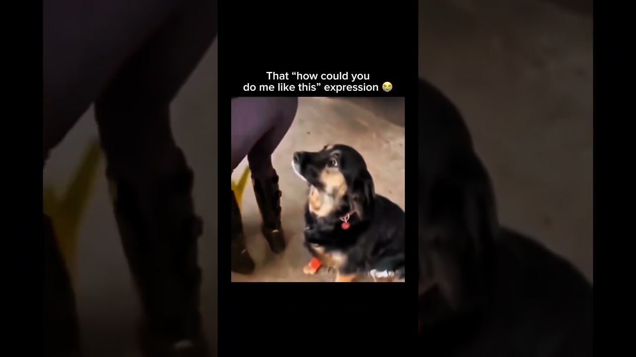 Stay inspired – subscribe for new content!  🔥 #doggo  #loyalty#dogmemes - Published by Maryna Aksenov