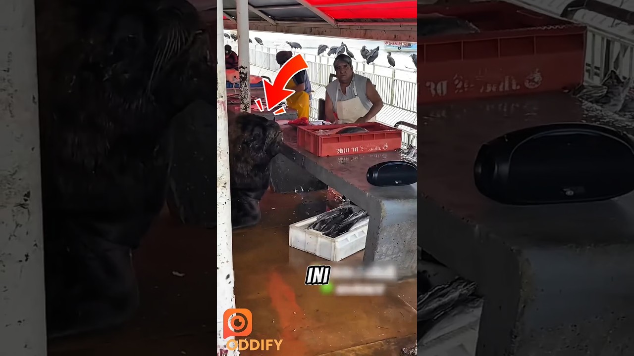 Singa Laut Pengemis Di Pasar Ikan Ini Super Nurut