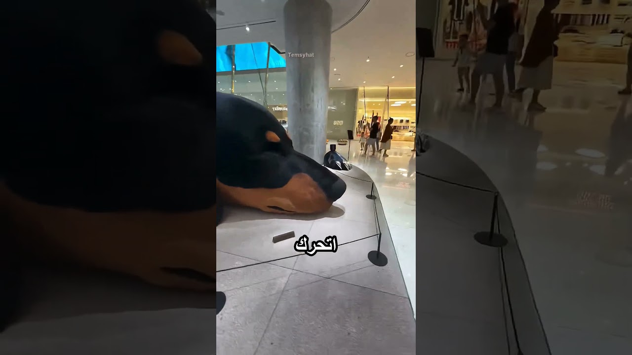 الكلب ده بيحرس المول دايما