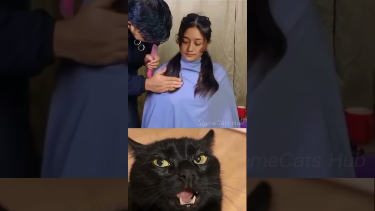 give this video😈 title#cat #memes #funny