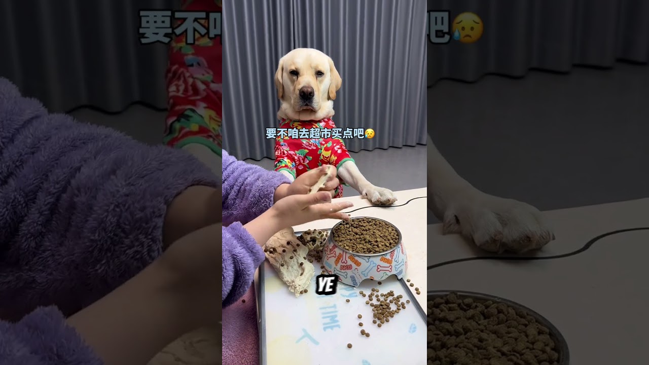 Köpeğin Yemeğini Mahfetti 😱😂