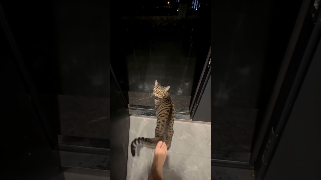 POV : Parfois tu as juste besoin d’un petit coup de pouce soutenant #chat #cat #pourtoi #humour