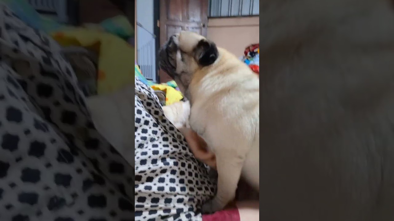 #หมา #สัตว์เลี้ยง   #dog #pug #viral #puglife #mypug #funnyanimal #funnydog #pets
