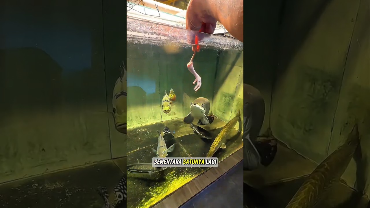 SATU EKOR AYAM DAPAT DI BERI KE BERBAGAI SPESIES PREDATOR #ikanpredator #hobbyikan #shorts