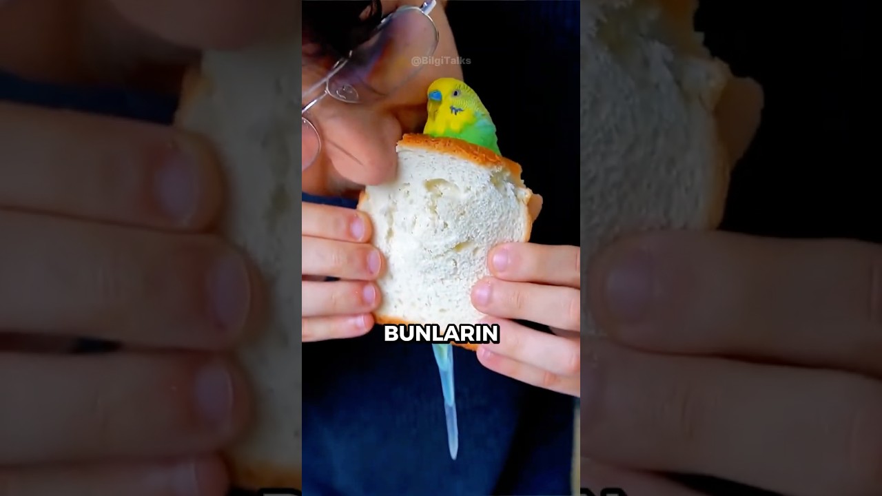 Kuşlara ASLA Verilmemesi Gereken 3 Şey 🦜🍌