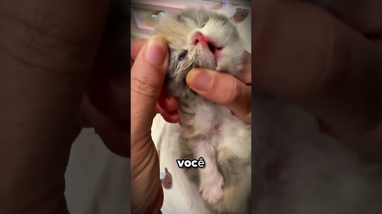 Nunca Faça Isso Com Um Filhote de Gato