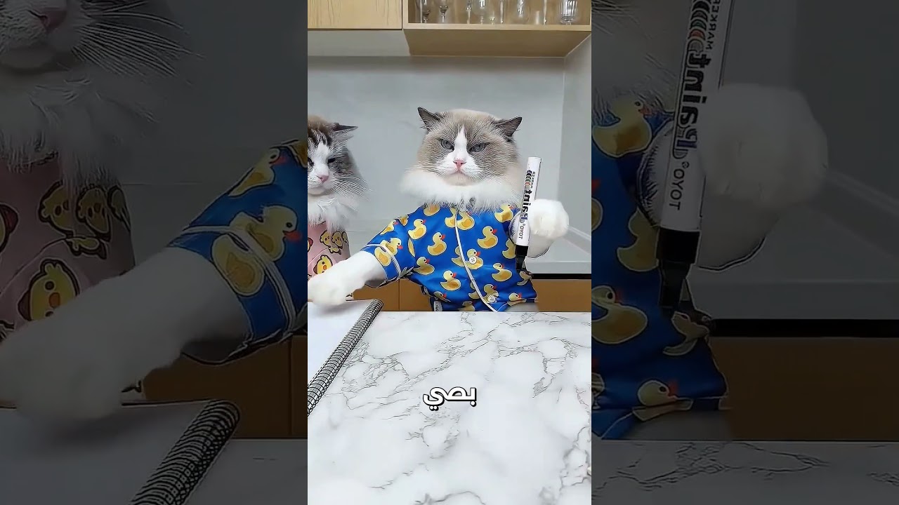 🐞 ذكاء بسبوس! شاهد الحيلة العجيبة التي استخدمها القط لحبس الخنفساء وصدمة النهاية | قصص روعة #شورت