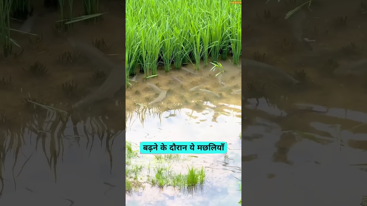 Ek Hi Khet Se Dhan Aur Machhli! Ye Smart Farming Dekhkar Hairan Reh Jaoge 😱🌾🐟
