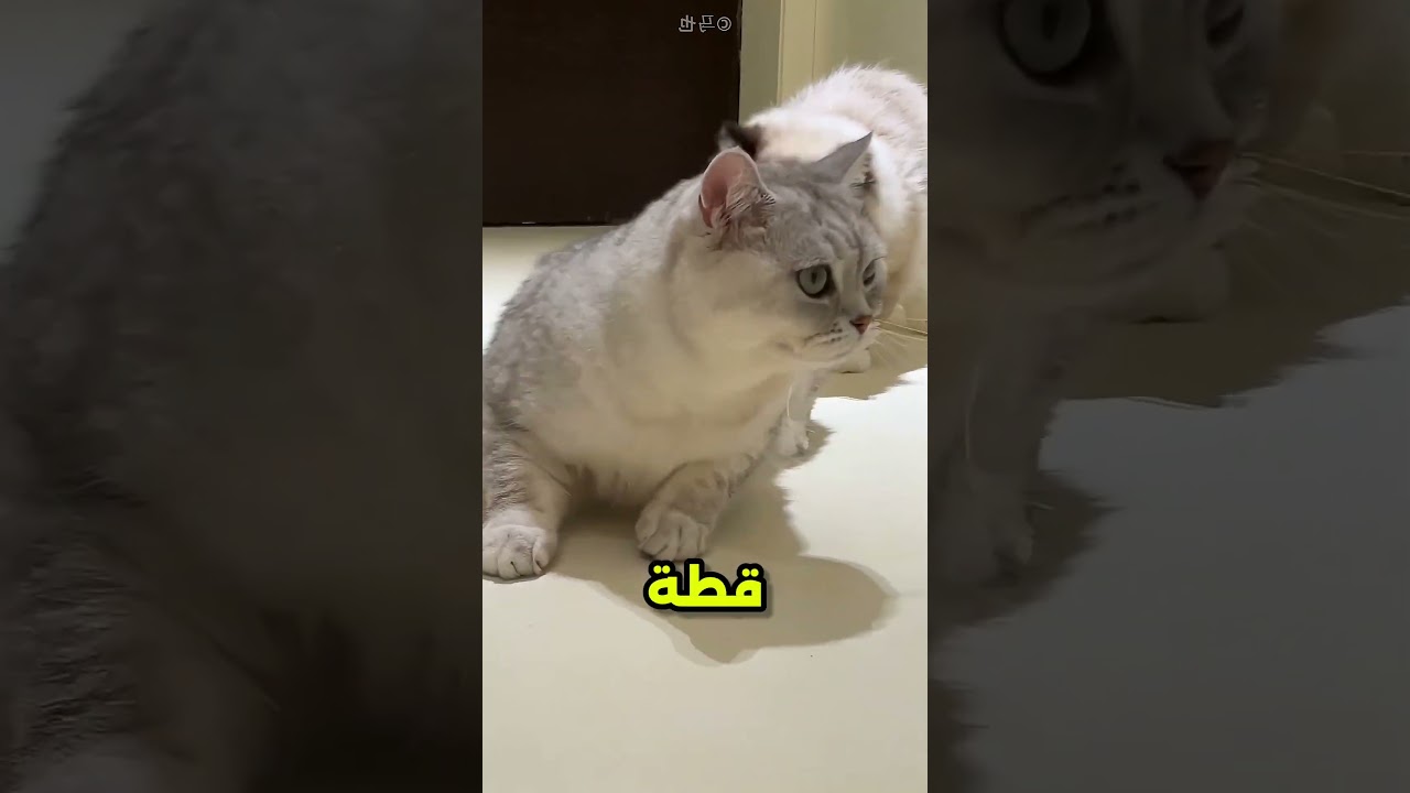 القطة صدقت انهم كورتين بجد #viral