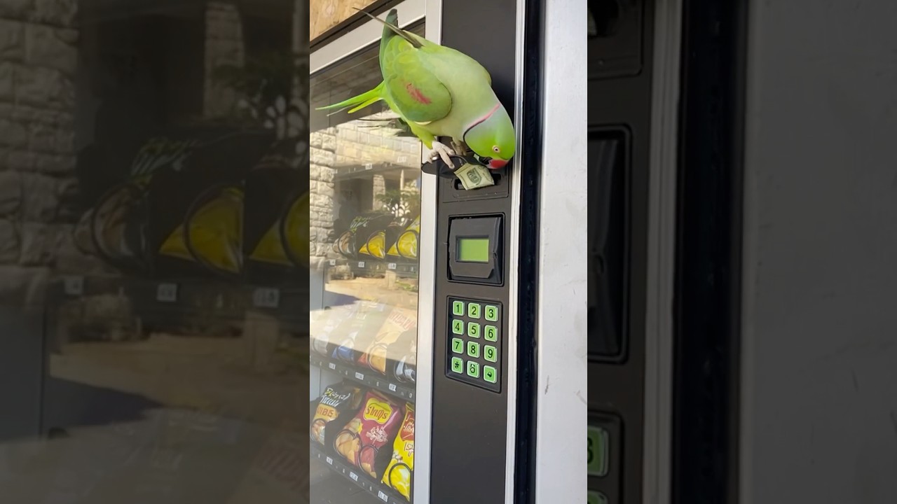 Parrot buys chips ببغاء يستري شيبس #birds #parrot #طيور #ببغاء #usa #canada #fyp #animals #pets