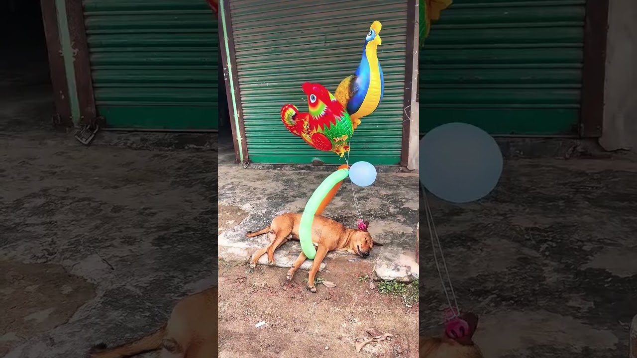 #like_share_subscribe#comedyshorts  #funnyreels#viralvideo#my_youtube_chanel_link#like_share_subscri