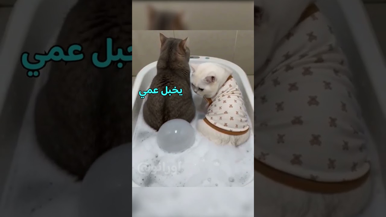 #foryou #العراق #saudiaarbia #دبلجة #fyp كارثه الفلافل وابو جنه