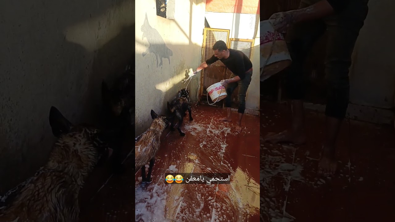 استحمي يامعفن 🤭 ريحتك وحشه 🤣