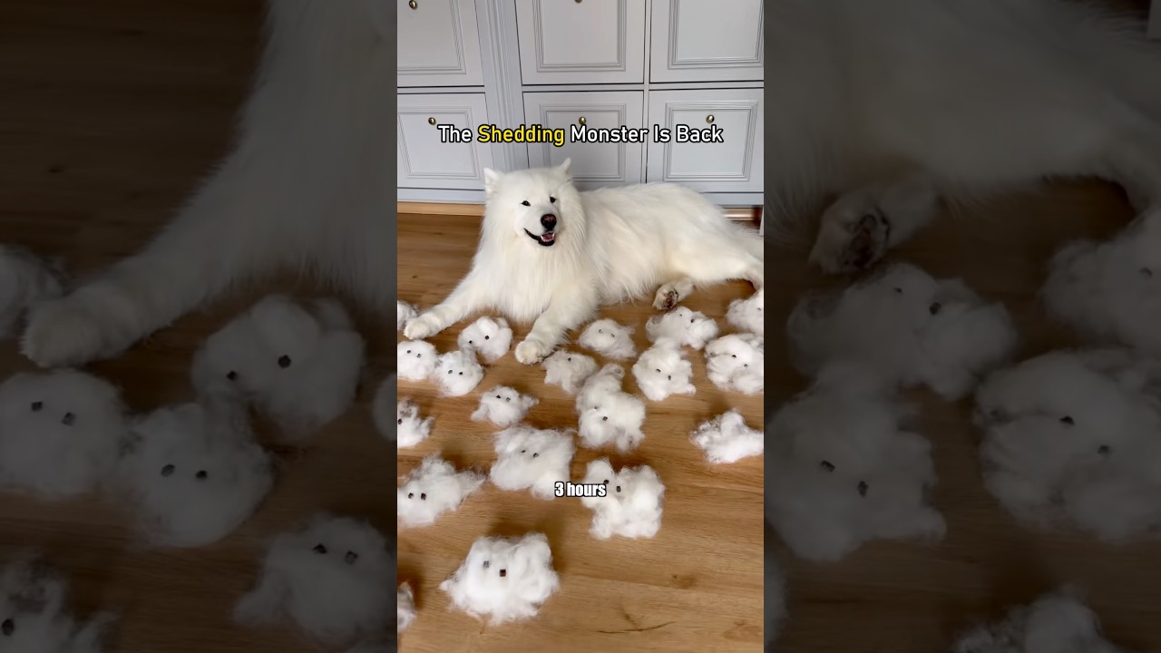 The Shedding Monster Is Back 🐶💦 #dogshedding #dog #sheddingseason #doglife #pets
