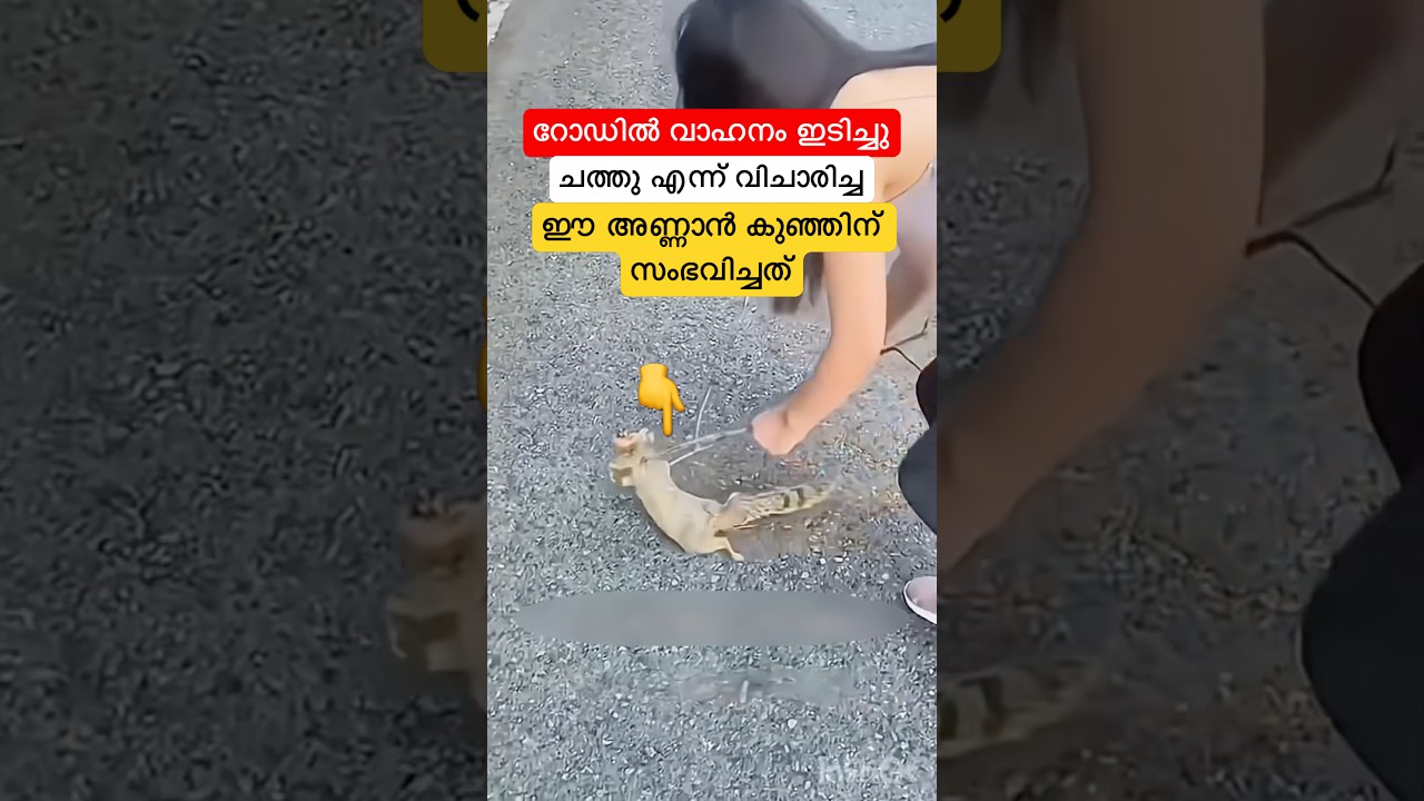 റോഡിൽ വാഹനം ഇടിച്ച ഈ അണ്ണാൻ കുഞ്ഞിന് സംഭവിച്ചത് #shortsfeed #shorts