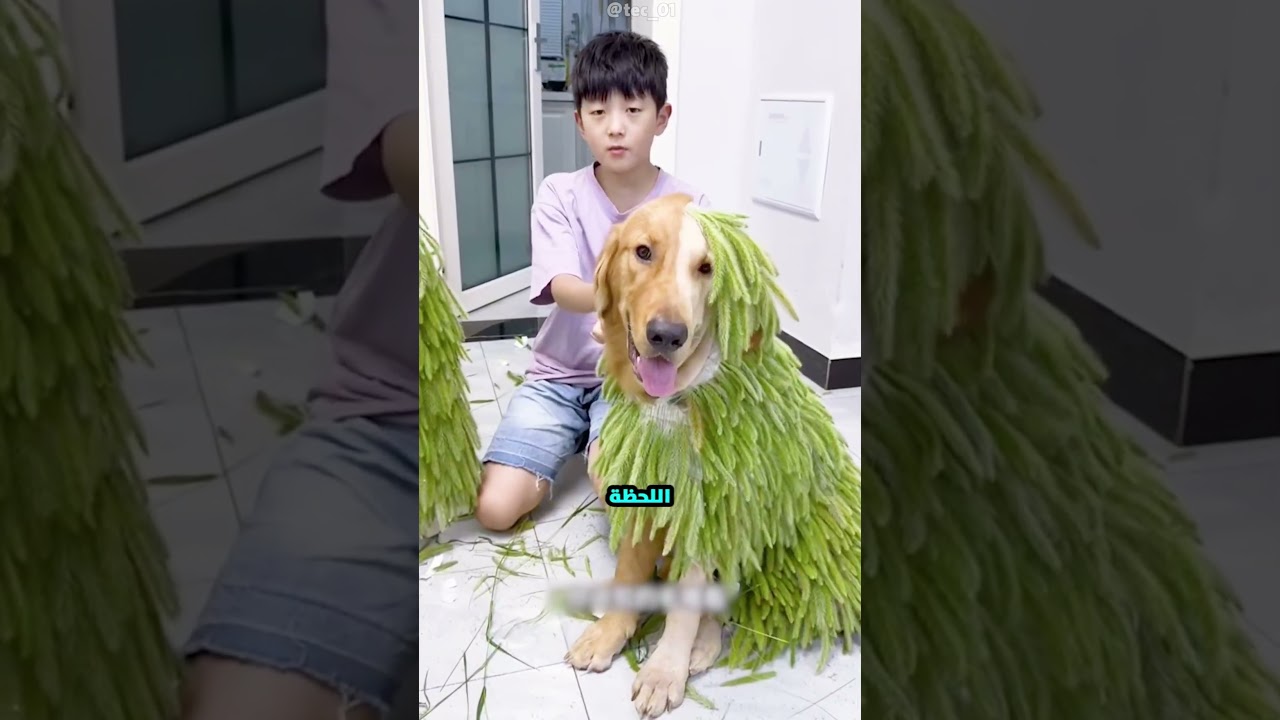 الولد ده حلق نص كلبه ولما خاف من أمه عمل أغرب تصرف في العالم! 😱🐶