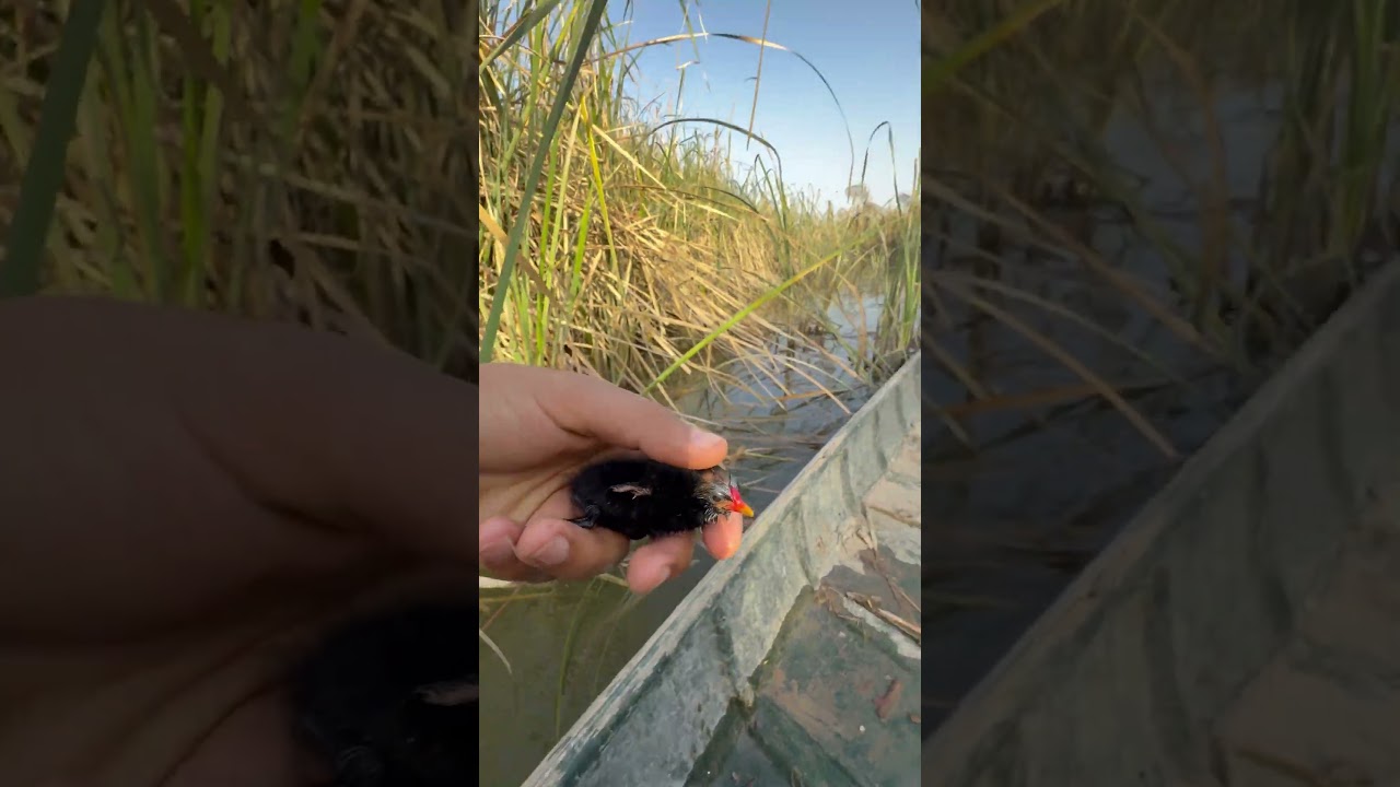 انقاذ طائر صغير