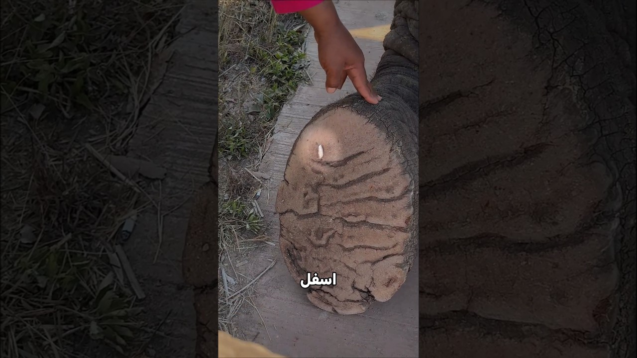 الرجل يساعد الفيل الكبير!😮