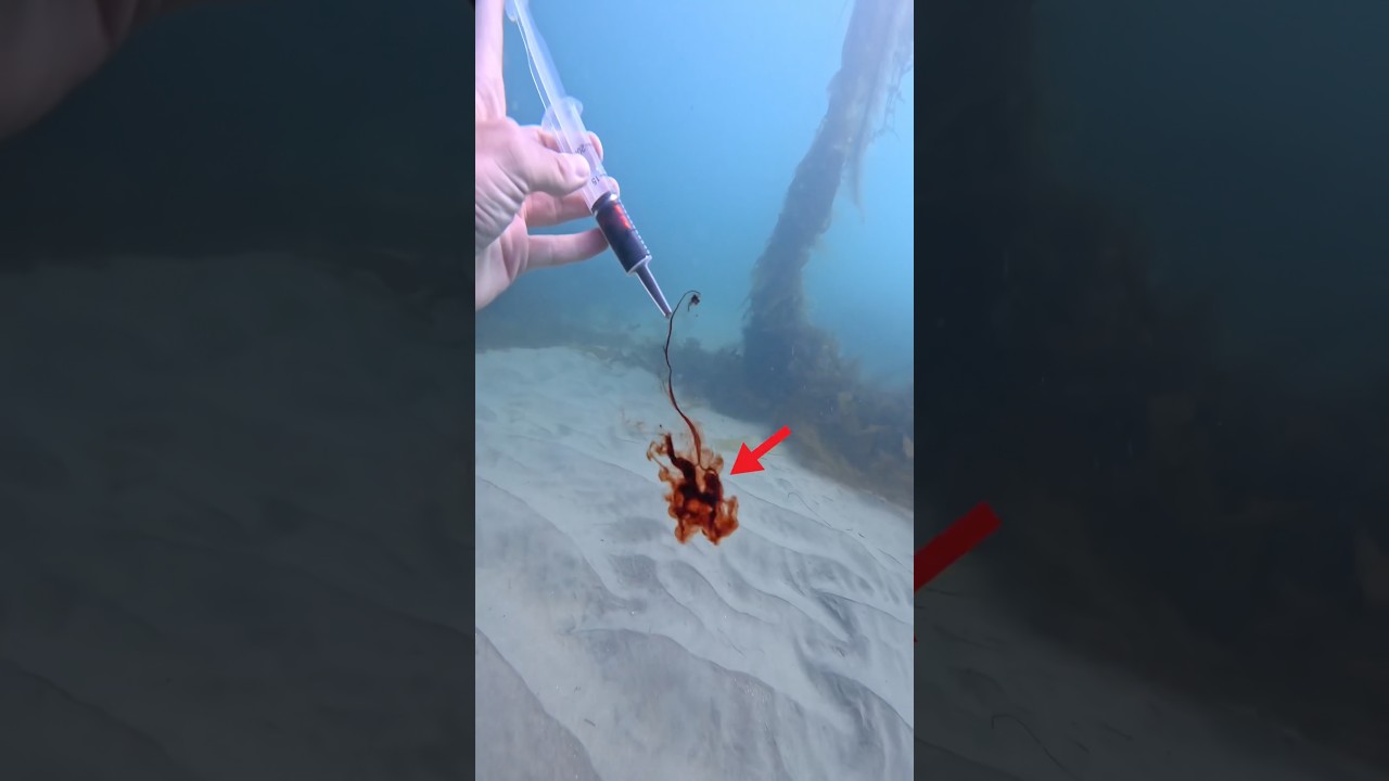 Can Sharks ACTUALLY Smell Blood?! 😳 #shorts - Published by Parker Seidel