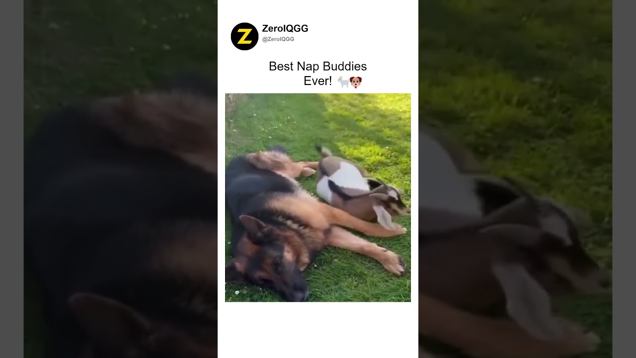 Best Nap Buddies Ever! 🐐🐶