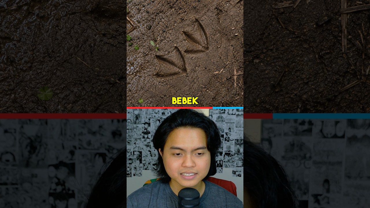 Jejak Hewan Apa ini?🦆