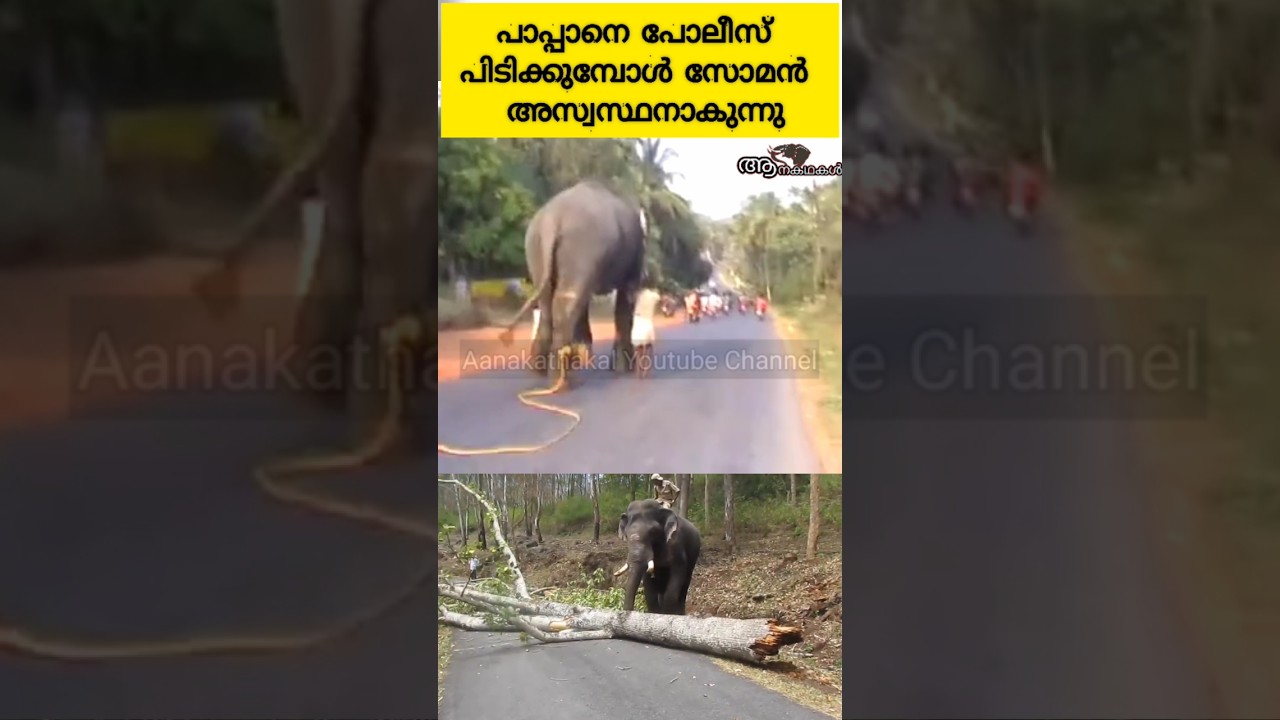 പാപ്പാനെ അറസ്റ്റ് ചെയ്തതോടെ ആന ഇടയുന്നു #elephant #wildelephant #shortsfeed #viral #shortsviral