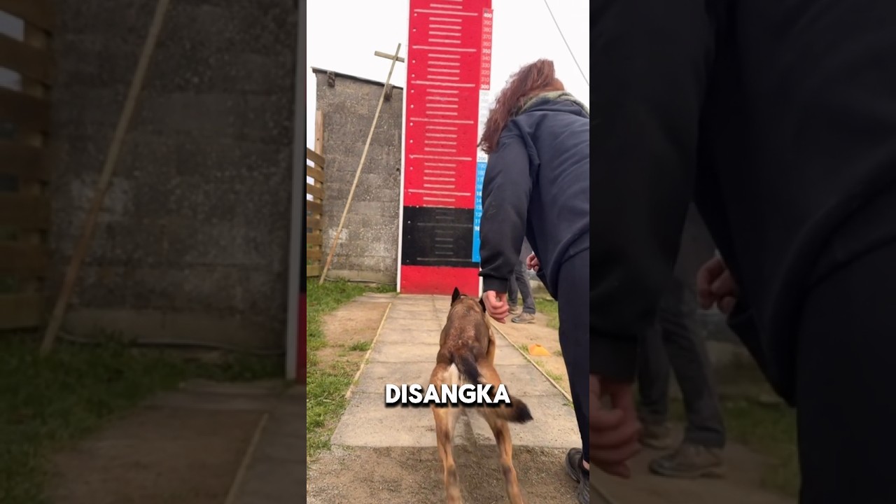 Semangat Anjing Yang Pantang Menyerah 🐶❤️ #shorts