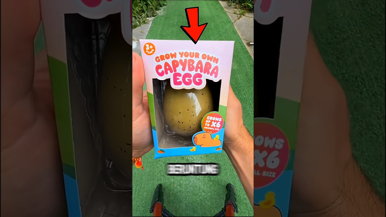 Merendam telur kapibara‼️#shortsvideo #shorts