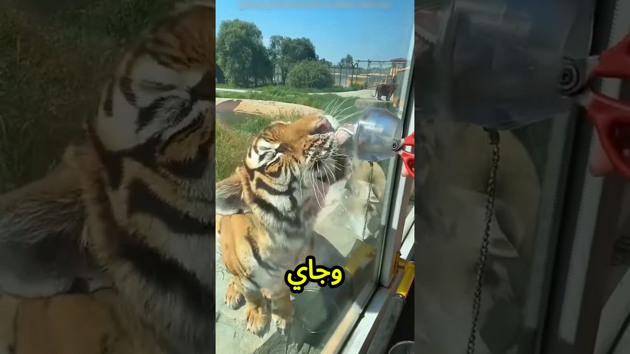 ينهر! النمر جاي ناحيتنا وهيأكلنا… اهربي بسرعة😱🐅💥