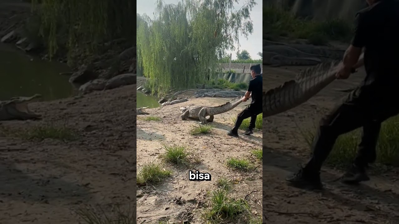 Trik Sederhana Ini Bikin Buaya Langsung Masuk Air