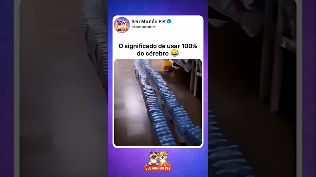 Eu nunca pensaria nisso😂 #animal #br #brasil #shortsvideo #cachorro #gato #humorbrasil #animalshorts