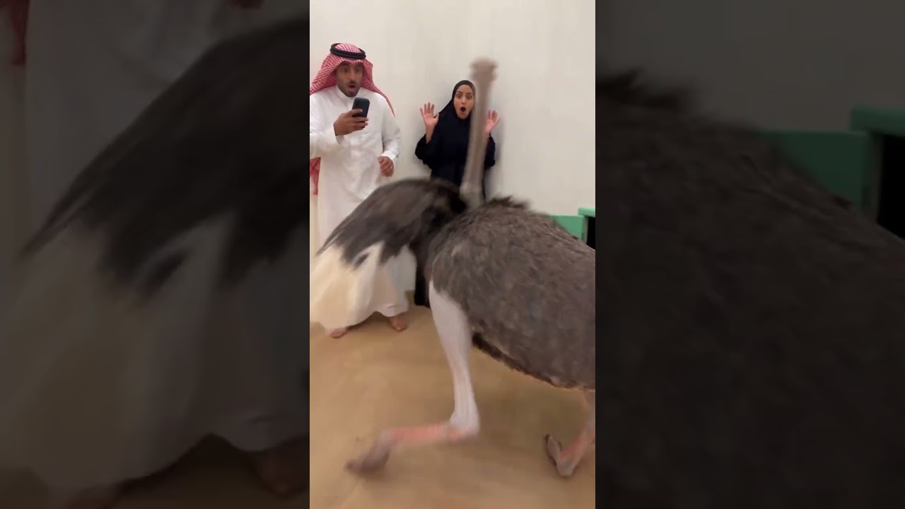 مفاجئة خرول نعامة من ابواب صغيرة في دبي!