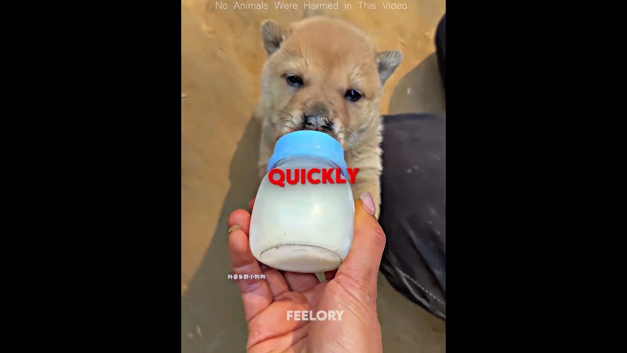 This man tried to befriend her 🐶❤️ #Shorts