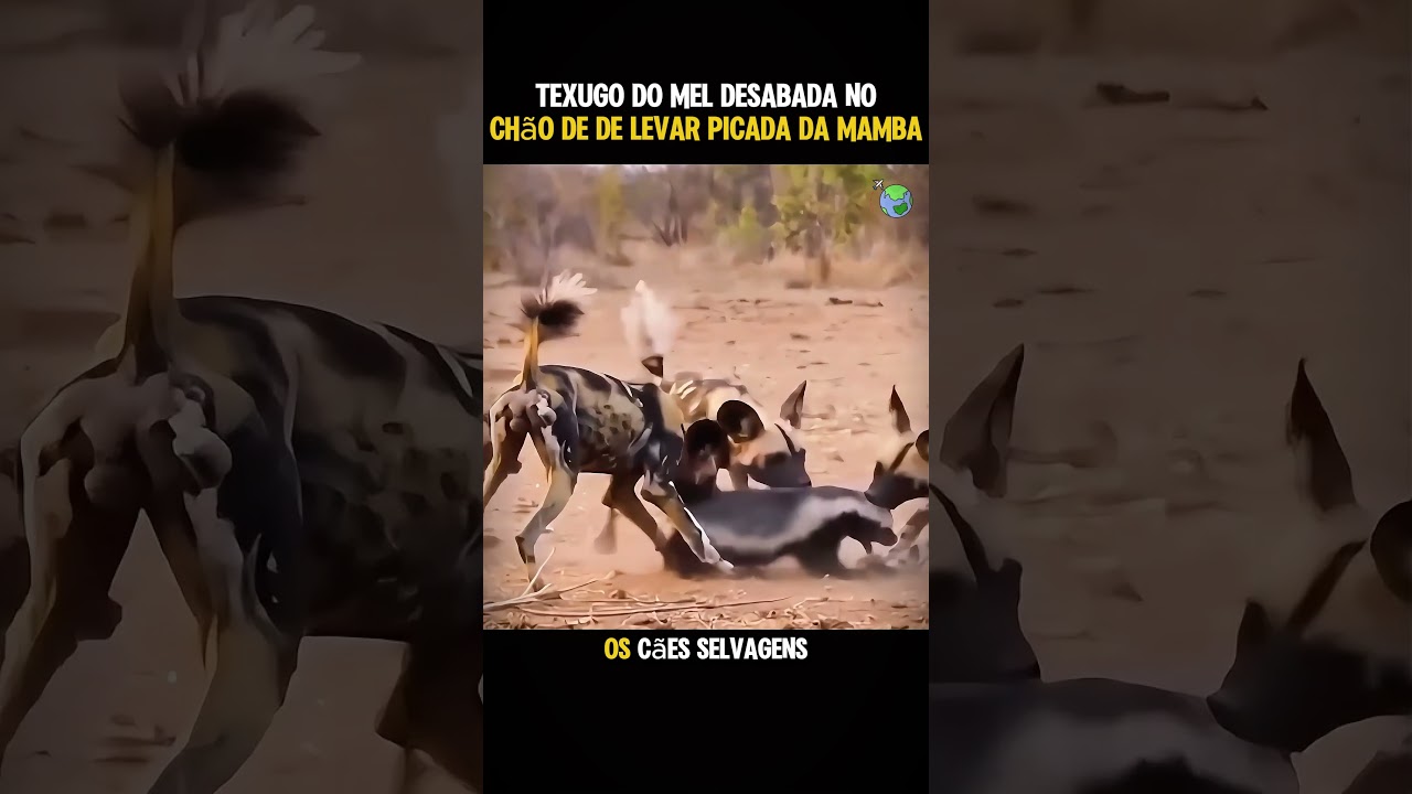 O Texugo do Mel des... #animals #curiosidades #animais #africa #humor  #savana #shorts