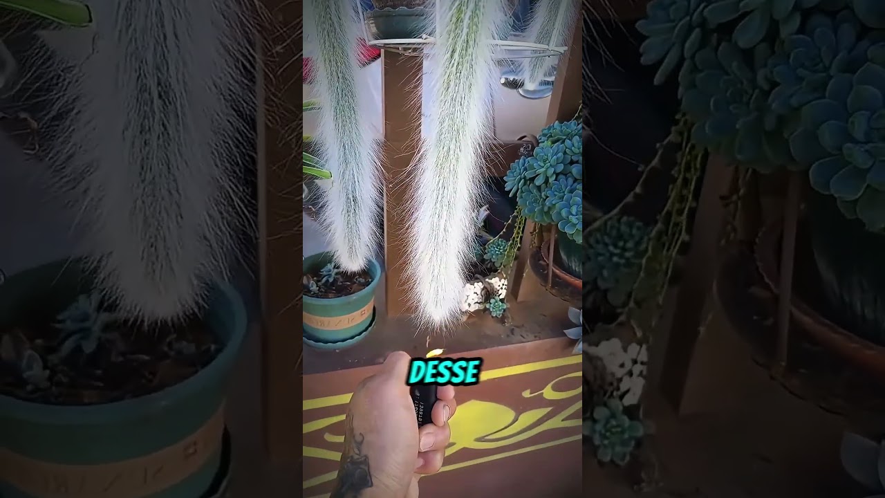 as pessoas estão literalmente colocando fogo em seus cactos